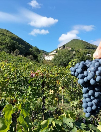 vernaccia-nera-serrapetrona-experience