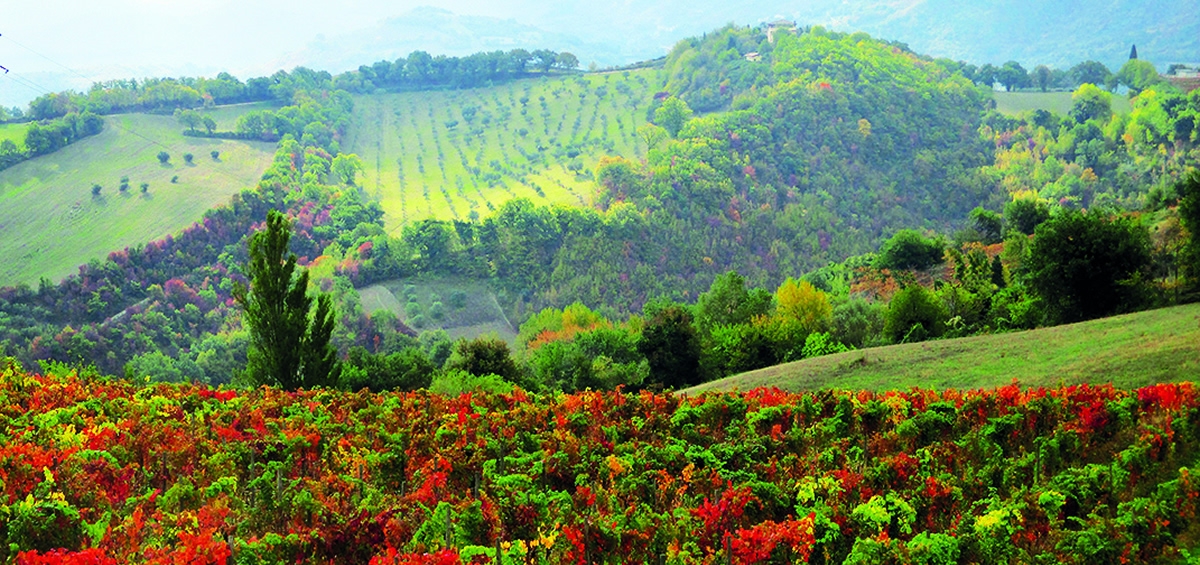 viticoltura-terre-di-serrapetrona